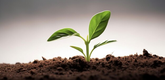 A plant with green leaves sprouting from its roots