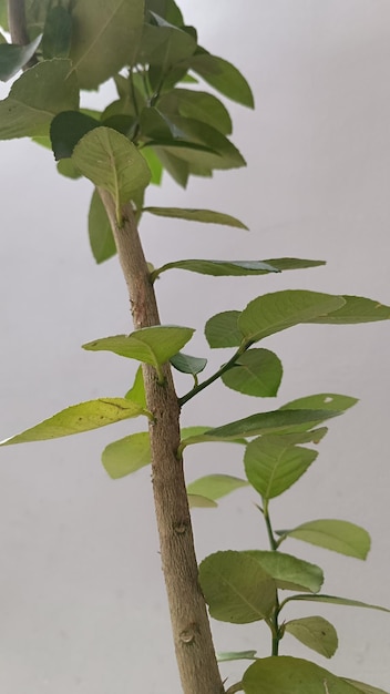 A plant with green leaves and a stem with a flower bud.