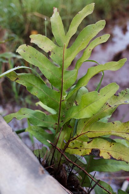 Photo a plant with green leaves that is growing in a pot