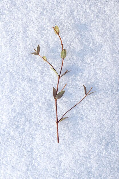 A plant with green leaves that is growing in the snow