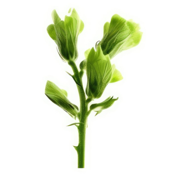 Растение с зелеными листьями на белом фоне