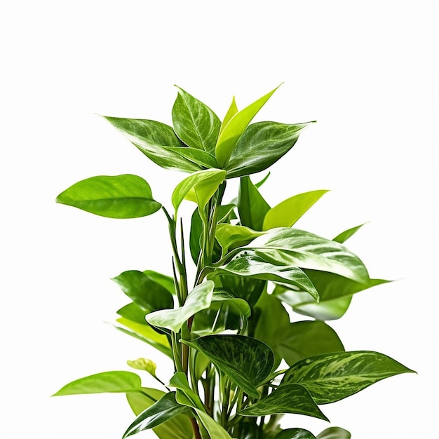 A plant with green leaves and white background