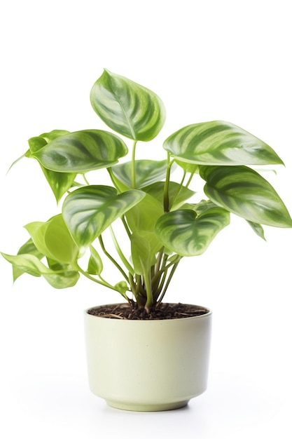 A plant with green leaves and a white background