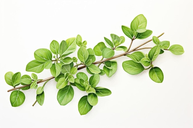 a plant with green leaves and a white background