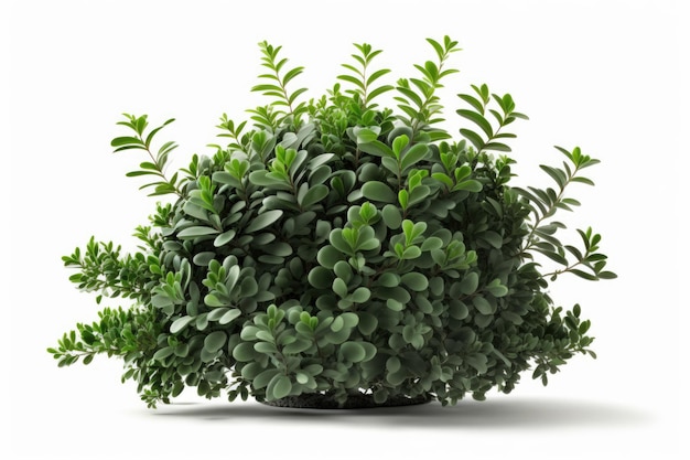 A plant with green leaves and a white background