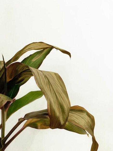 A plant with green leaves and a white background