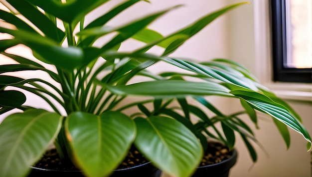 緑の葉と白い背景を持つ植物