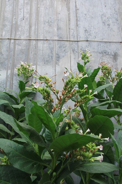 Photo a plant with green leaves and white flowers