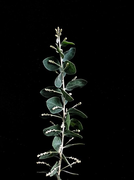 Photo a plant with green leaves and white flowers