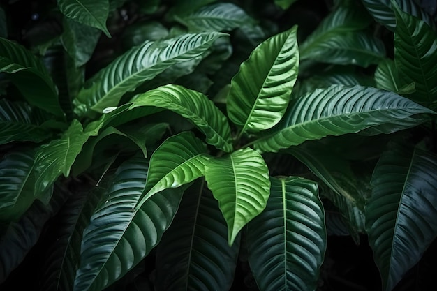 緑の葉とコーヒーという言葉を持つ植物