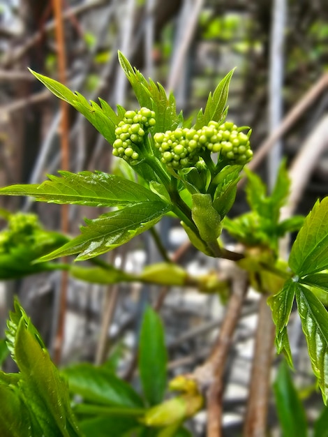 Photo a plant with green leaves and the word 