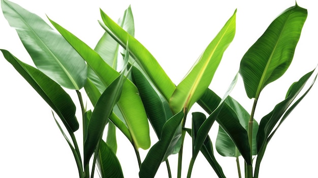 Растение с зелеными листьями и словом пальма на нем