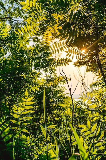 a plant with green leaves and yellow leaves in the sunlight