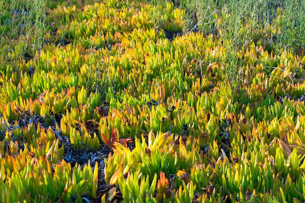 A plant with green leaves and yellow leaves