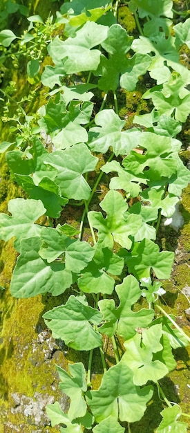 a plant with green leaves and yellow moss