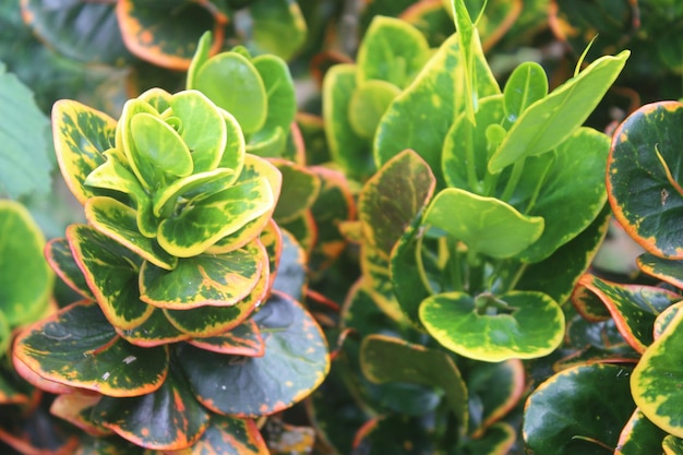 A plant with green leaves and yellow and orange leaves