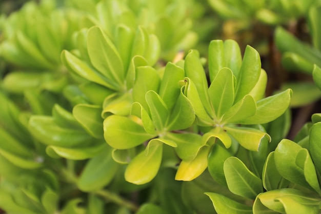 A plant with green leaves and a yellow stripe.