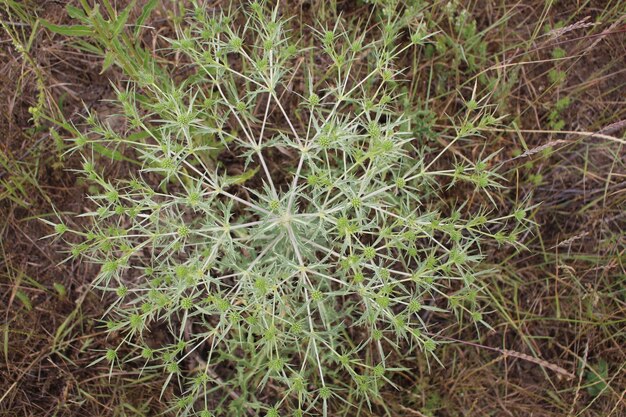 A plant with green leaves