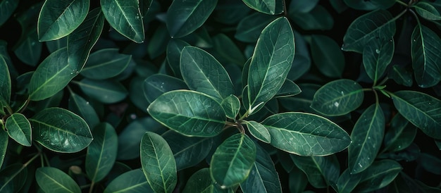 Plant with green leaves