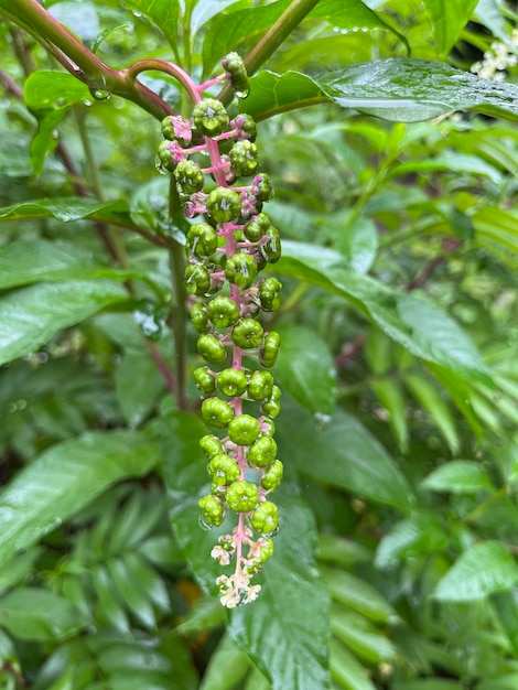 Photo a plant with green and pink leaves and the word 