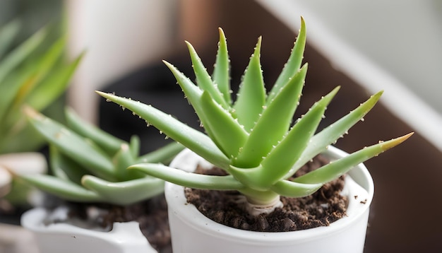 Photo a plant with a green plant in it