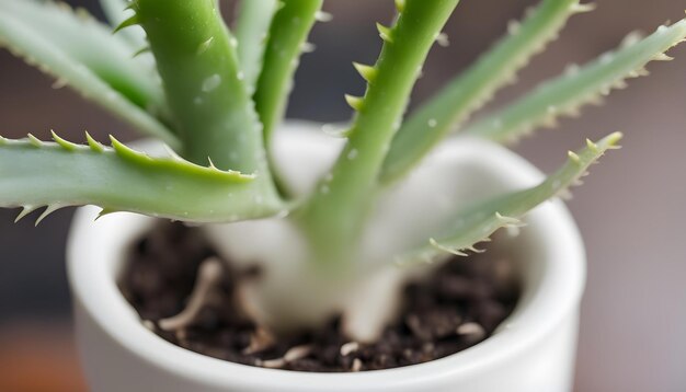 a plant with a green plant in a white pot