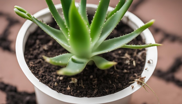 a plant with a green plant in a white pot