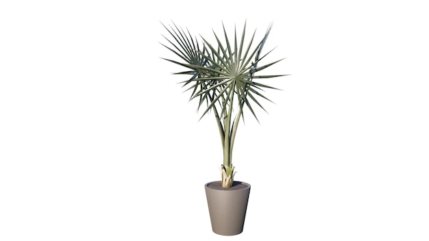 a plant with a green spiky leaves in a brown pot