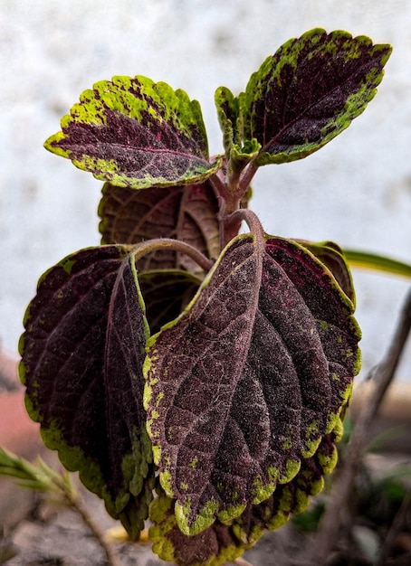 A plant with a green and yellow leaf