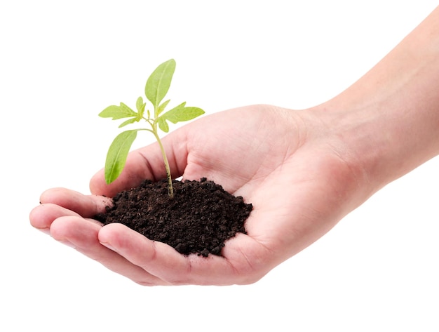 Plant with a handful of earth in hand close-up on a white background. Isolated