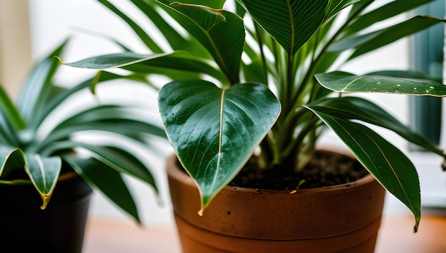 茶色のポットに大きな緑の葉を持つ植物