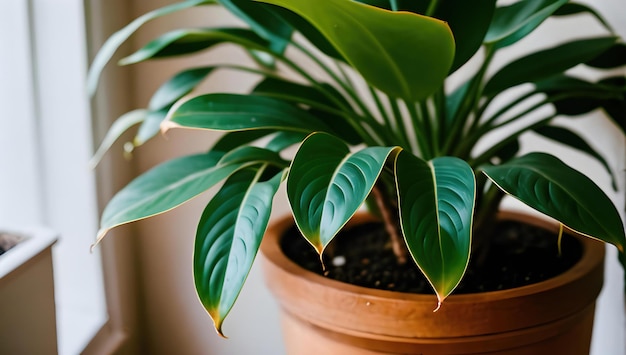 A plant with large leaves is sitting on a table.