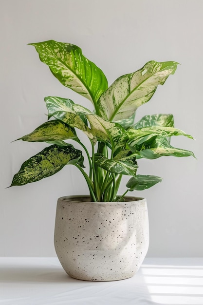 Plant with large leaves in a pot