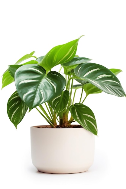 A plant with large leaves and a white background