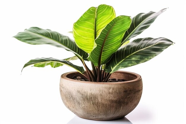 A plant with a leaf in a pot