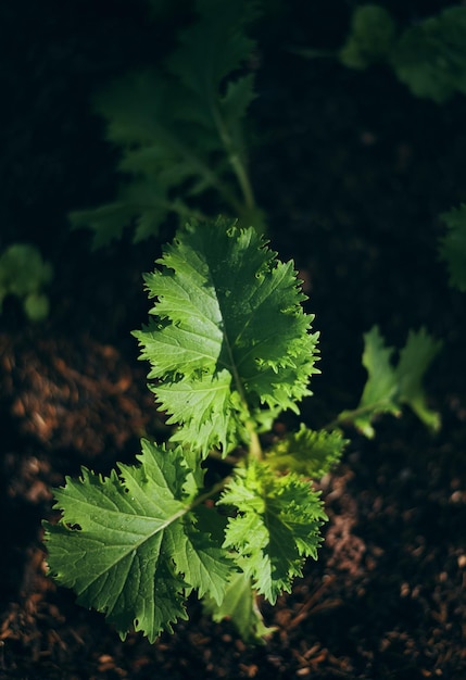 A plant with a leaf that has the word " on it "