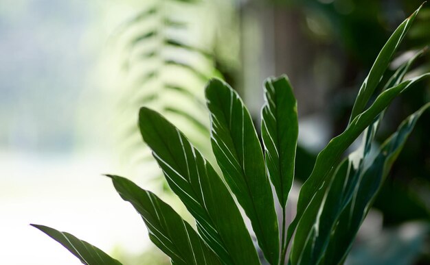 A plant with a leaf that has the word palm on it