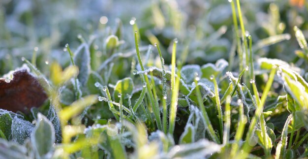 朝の霜で葉が覆われた植物 晩秋に撮影した写真