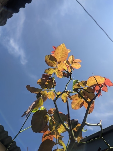 Photo a plant with leaves and the sky in the background