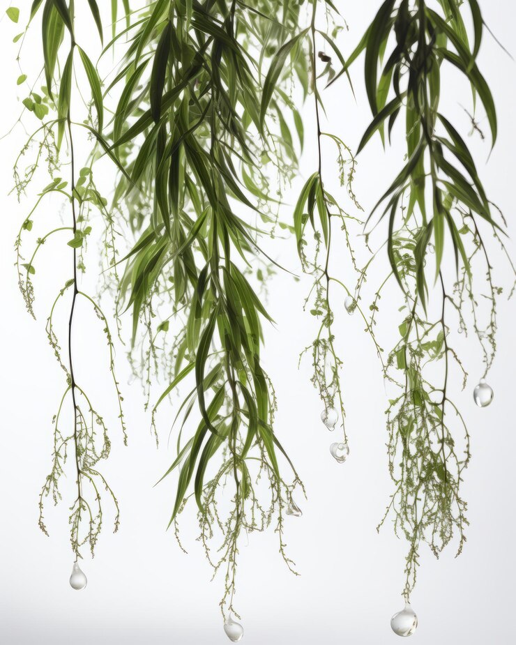 長い葉が垂れ下がっている植物