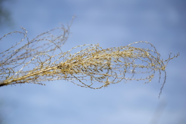 A plant with long stems and leaves against a blue sky