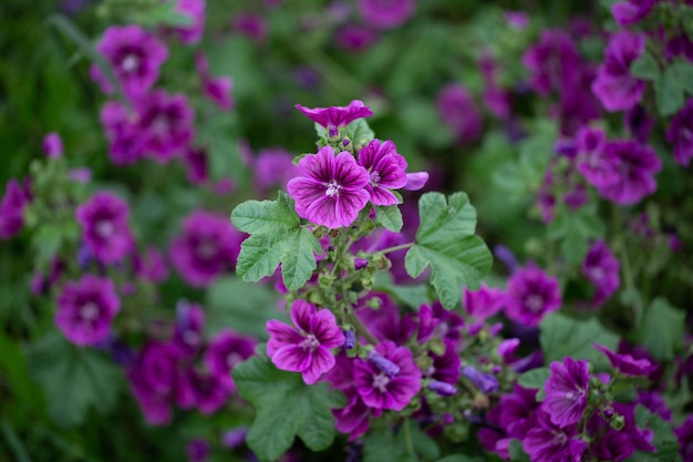 庭にゼニアオイの花を持つ植物食用および薬用の花