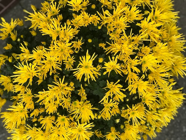 A plant with many yellow flowers dandelion