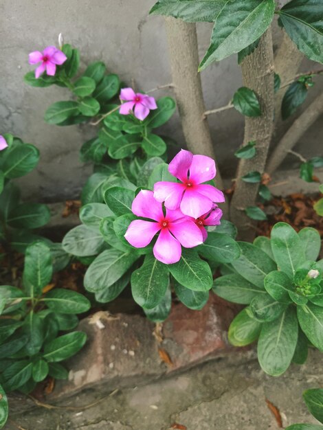 a plant with pink flowers in front of a concrete wall