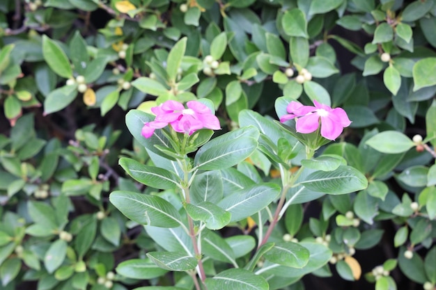 A plant with pink flowers and green leaves in front of it