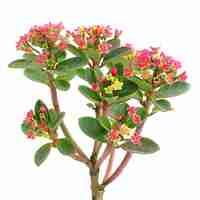 Photo a plant with pink flowers and green leaves with pink flowers