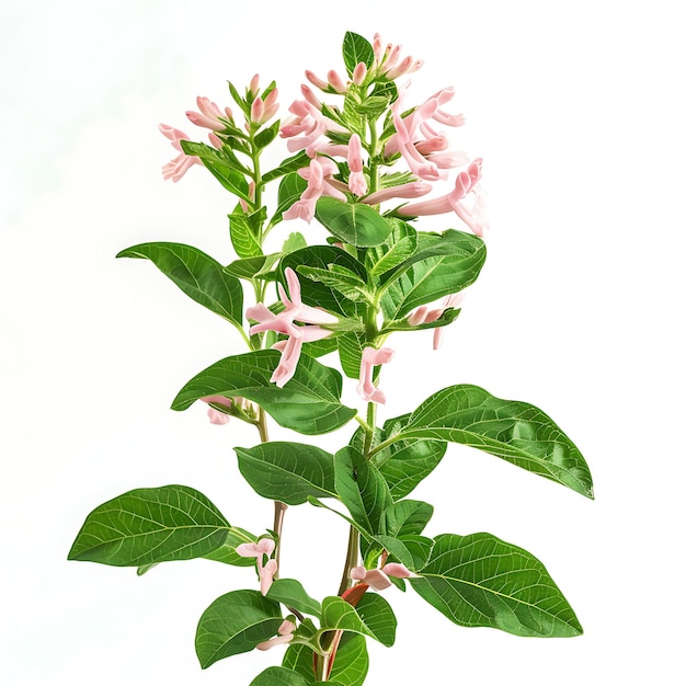 Photo a plant with pink flowers and green leaves