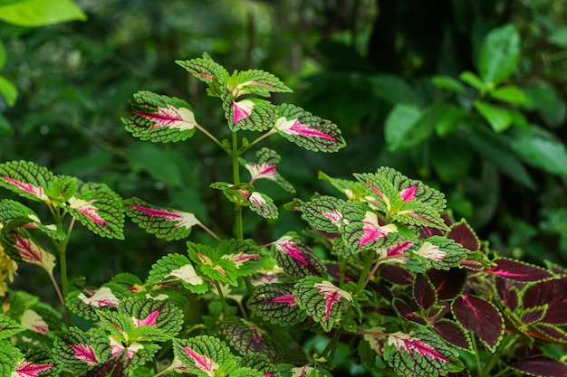 A plant with pink and green leaves in the forest