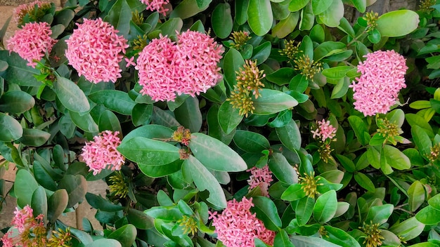 Foto una pianta con fiori rosa ixora in mezzo a foglie verdi