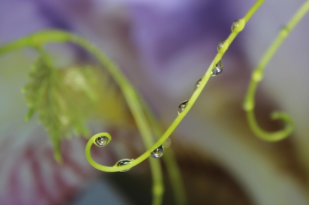 Foto una pianta con un fiore viola sullo sfondo